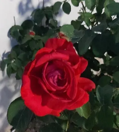 Bousounis Apartment *