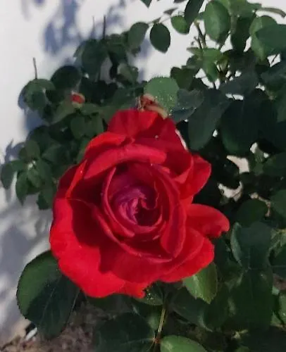 Bousounis דירה *